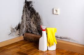 Ricardo, TX Mold Removal Company